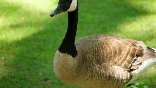 Amazing canadian goose walking around in the grass