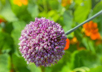 Allium Globemaster Flower in sunlight.