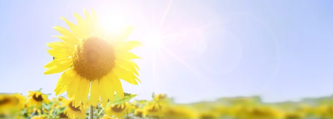 Abwaschbare Fototapete Sonnenblume Sonnenblumen