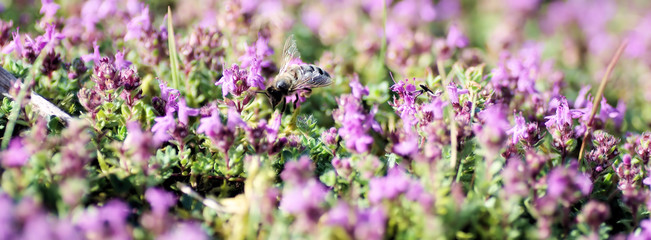 Biene sammelt Nektar an Blüten