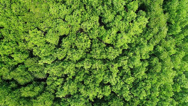 Aerial view of flying over green forest