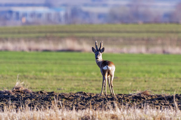 roe deer on green summer meadow