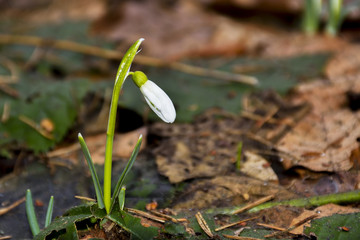 Snowdrop flowers blooming in winter