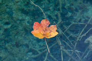 A maple leaf floating on clear water with small fish below the surface. The leaf is faded between red orange and yellow. The water is a deep turquoise blue. There are a lot of minnows.