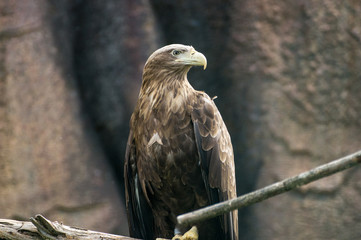 Brown hawk