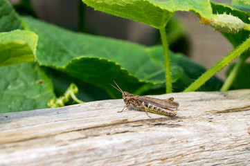 Small brown grasshopper