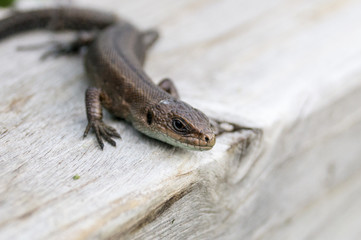 Small lizard