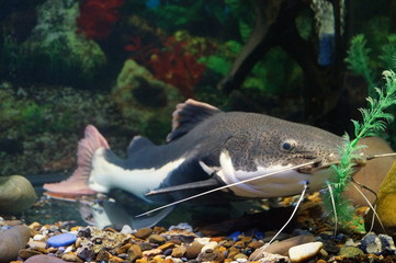 Gray and white catfish with black dots
