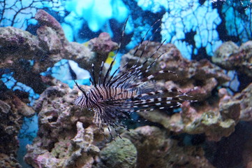 Naklejka na ściany i meble Zebra fish in the fish tank