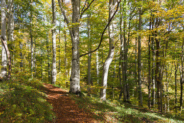 A hiking trail covered with fallen leaves in Croatia. Taken in Plitvice Lakes National Park. There are white beech trees mixed with other types of trees and lush grass. The trees are mostly yellow.