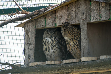Owls at the farm