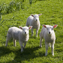 Lambs watching