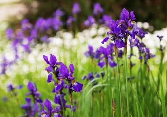 Many blossoming iris flowers.