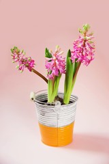 Three pink hyacinth in bucket.