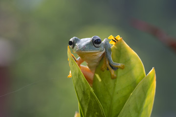 Green tree frog