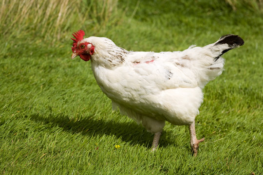 Free range chicken on grass