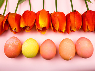 Easter color eggs with tulips on pastel pink background. Close up.