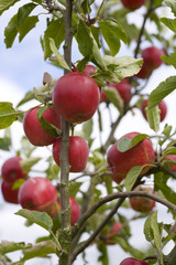 Apples ripening in the orchard