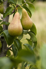 Pears ripening in the orchard