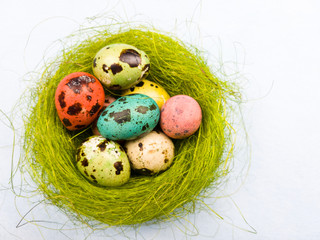 Quail easter color eggs in nest on pastel blue backgroun. Close up.