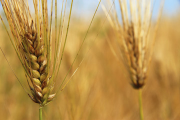 Fototapeta premium Golden Ears On The Summer Field Before Harvest