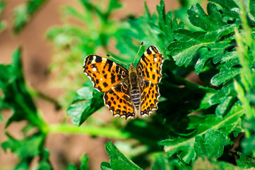 Orange butterfly