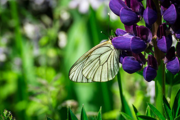 White butterfly on the flower
