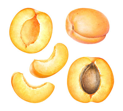 Watercolor Realistic Botanical Illustration Of The Apricot Fruits Isolated On White Background.