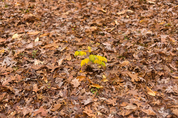 Yellow Plant Grows Through Fall Leaves Covering The Ground