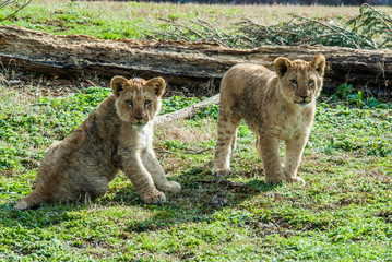 Obraz na płótnie Canvas A Pair of Lion Cubs 
