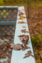 Fall Leaves On A Wooden Backyard Patio Deck Railing