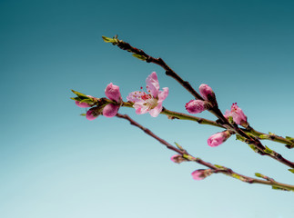 Beautiful peach blossoming tree branches on light blue background.