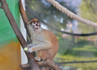 the surprised monkey eats