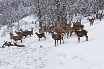 Rotwild bei der Winterfütterung