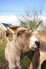 Donkey-close-to-pony