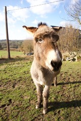 French-donkey-close