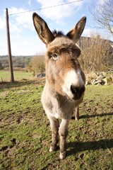French-donkey-with-big-ears
