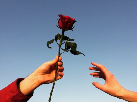 uomo regala alla donna una rosa rossa
