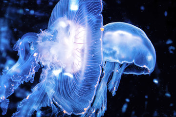 Jellyfish background