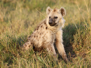 A Hyena on the Savannah