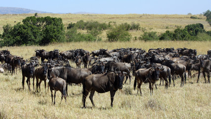 Fototapeta na wymiar The great wildebeest migration in Kenya