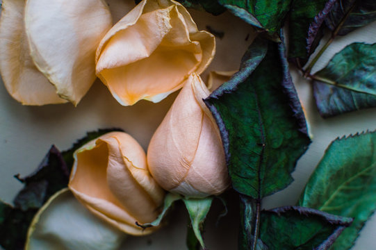 Fototapeta Close-up photo of the rose bud with fallen leaves on the pink pastel background. Women's day concept.