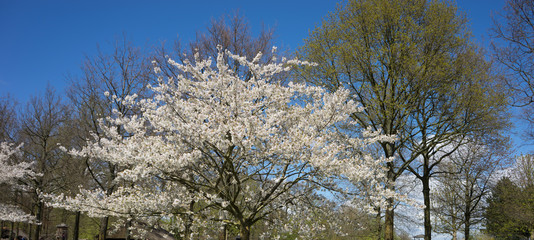 White cherry blossom tree against a blue sky in Lisse, Netherlands, Europe