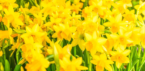 Field of yellow daffodils panorama