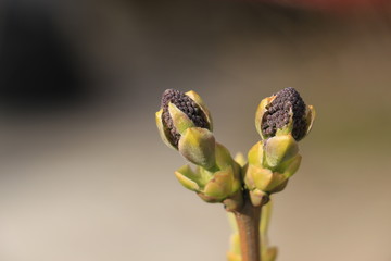 the budding lilac bud in the spring