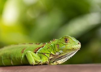 Small Green Iguana Closeup
