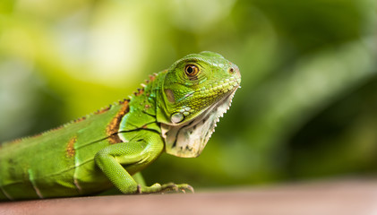 Small Green Iguana Closeup