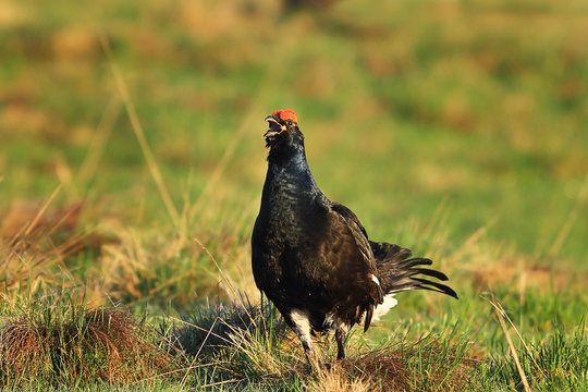 male black grouse on meadow