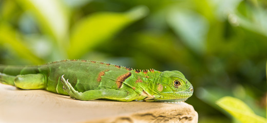 Small Green Iguana Closeup