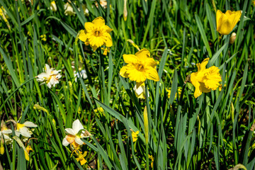 White and yellow daffodils in a flower garden in Lisse, Keukenhoff,  Netherlands, Europe